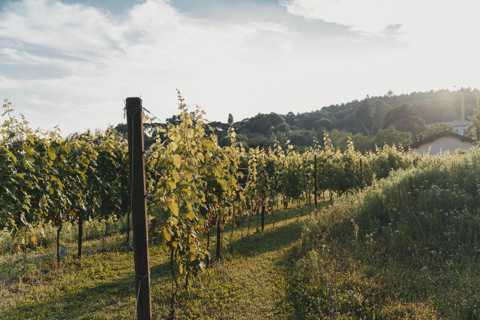 Tenuta Ronco Regio San Fermo della Battaglia Екстериор снимка